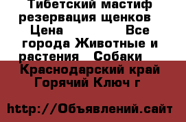 Тибетский мастиф резервация щенков › Цена ­ 100 000 - Все города Животные и растения » Собаки   . Краснодарский край,Горячий Ключ г.